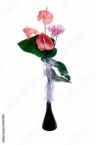 Pink Flower Plant on White Background