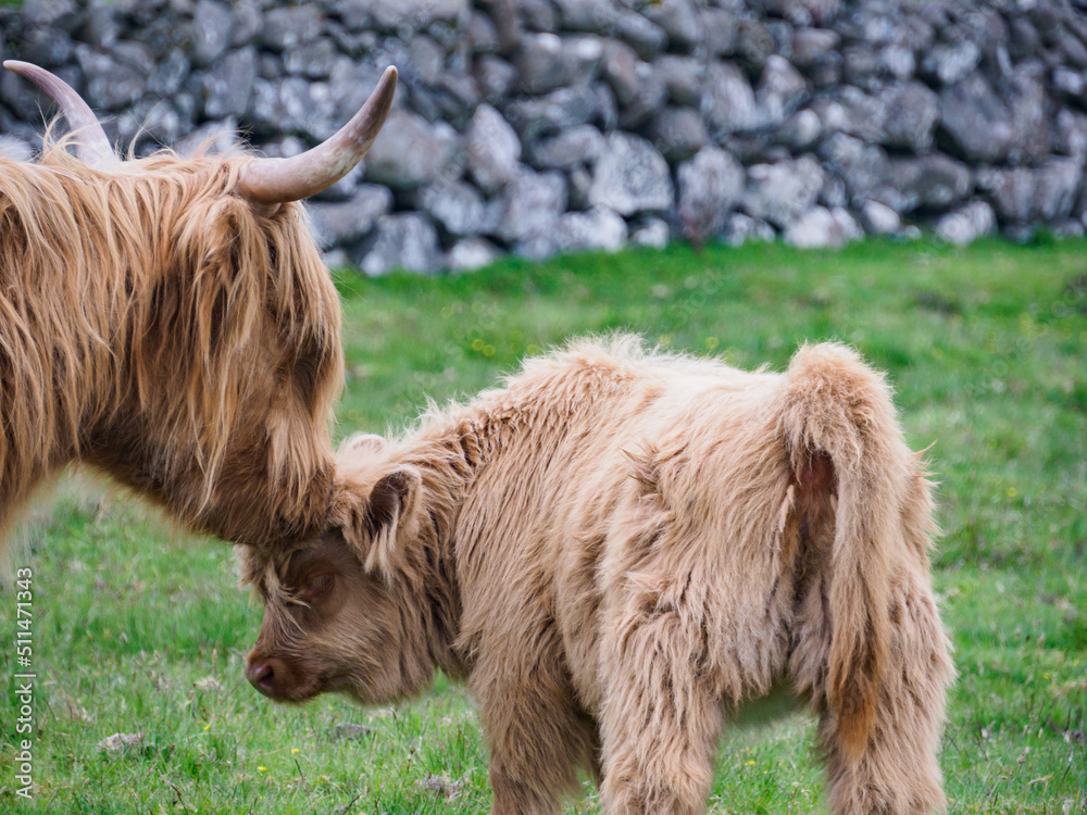 Fototapeta premium Faroe Island