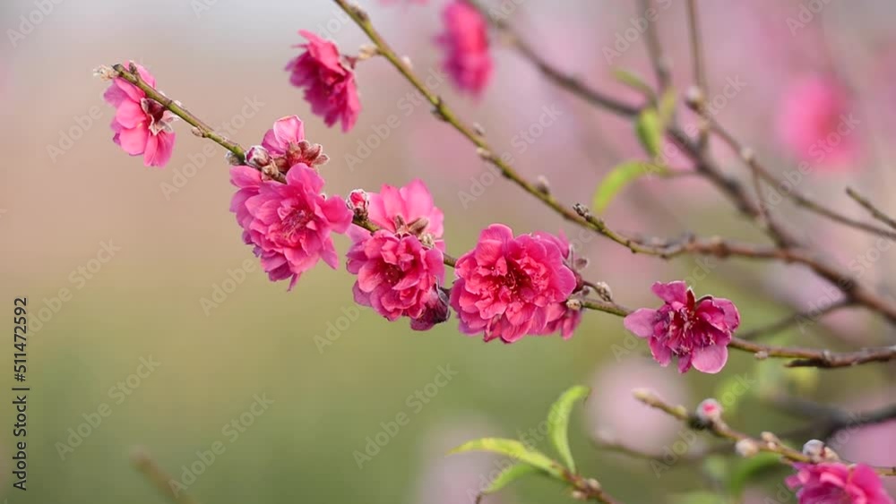 Peach blossoms bloom in the garden before Vietnam Lunar Year Peach blossoms bloom in the garden before Vietnam Lunar Year