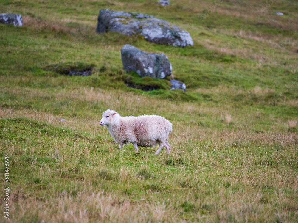 Naklejka premium Faroe Island