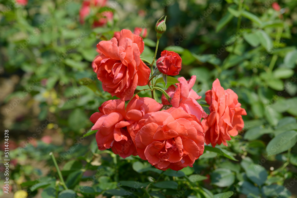 Obraz premium 衣笠 バラの花
