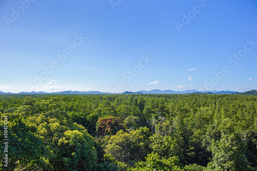 Green mangroves forest with mountains and blue sky with white clouds in summer sunny day as a natural background