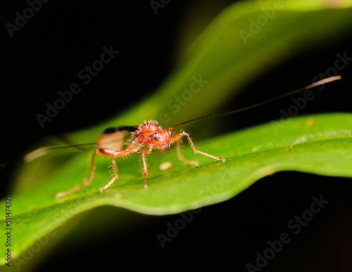 Ichneumonid and Braconid Wasps Superfamily Ichneumonoidea photo