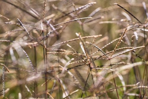 Grass close-up in golden sunlight 1 © g.photobox