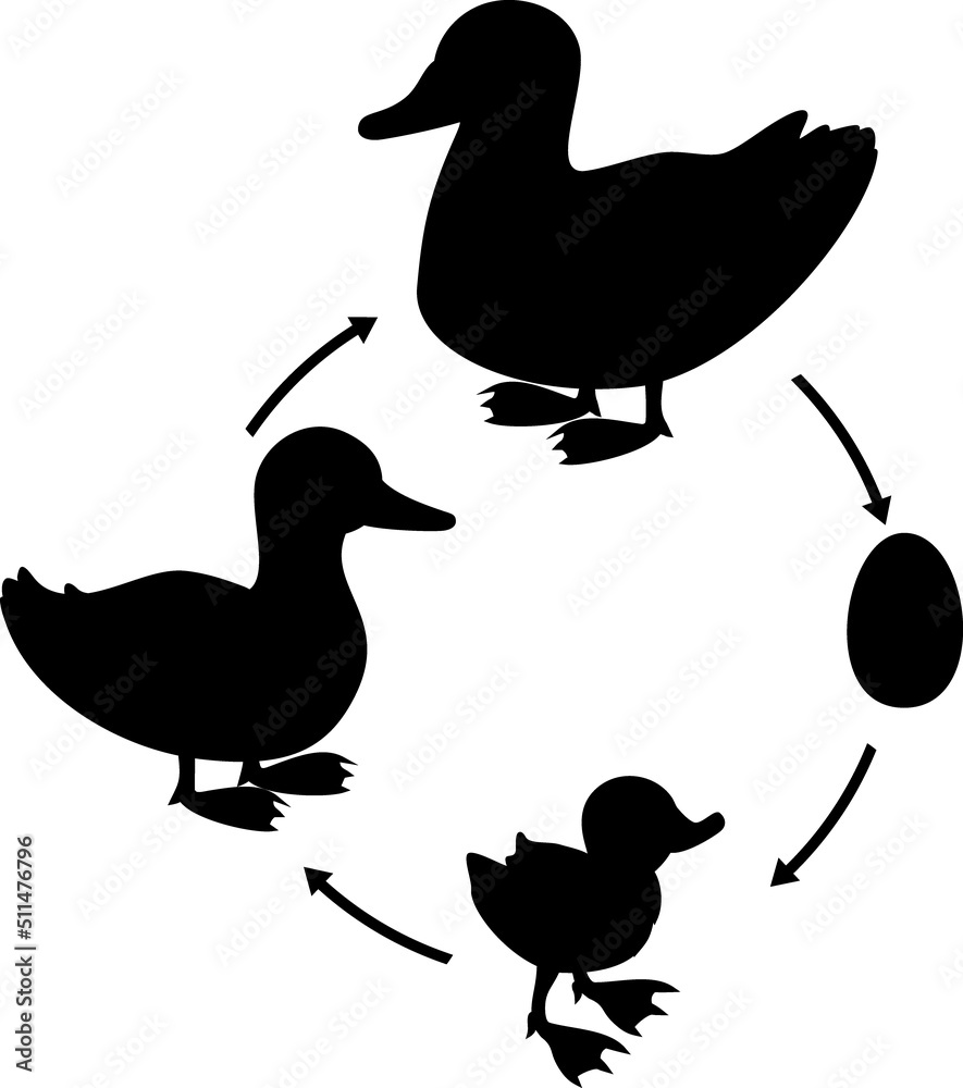 Black silhouette of life cycle of bird. Stages of development of wild duck (mallard) from egg to duckling and adult bird isolated on white background