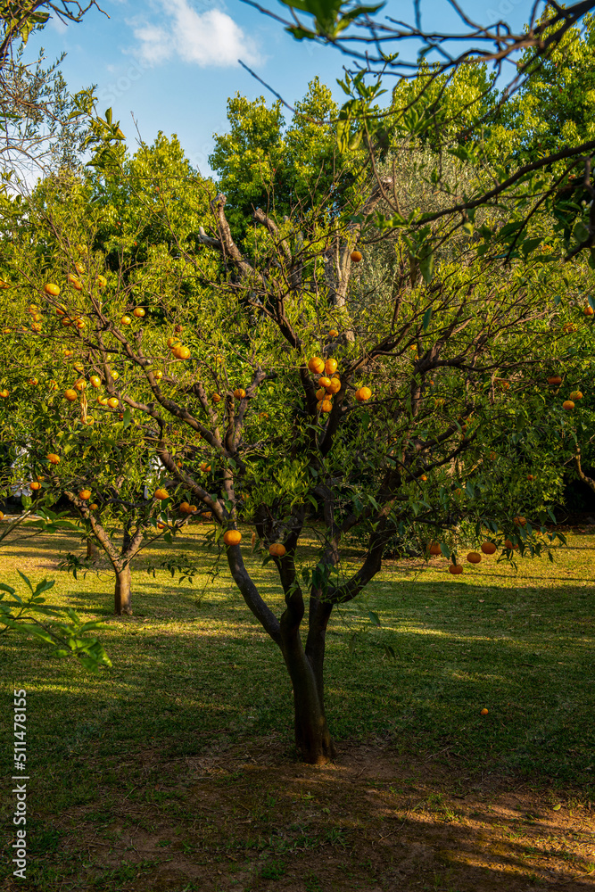 Naklejka premium owocujące drzewo mandarynkowe w ogrodzie