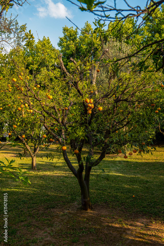 owocujące drzewo mandarynkowe w ogrodzie