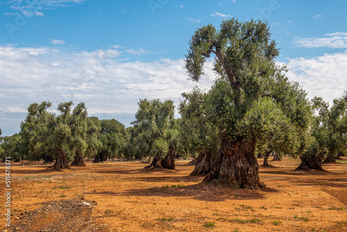 Przepiękne drzewa oliwne rosnące na pomarańczowej, żyznej ziemi, Puglia, Włochy