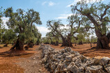 Bakteria Xylella fastidiosa powoduje poważne szkody w sadach drzew oliwnych na południu Włoch