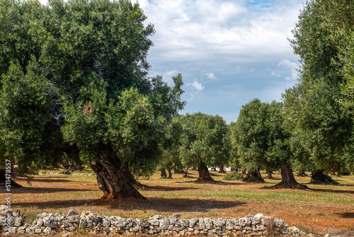 Gaj oliwny, Puglia, Włochy