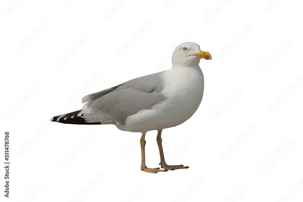 herring gull (larus argentatus) isolated on white herring gull (larus argentatus) isolated on white