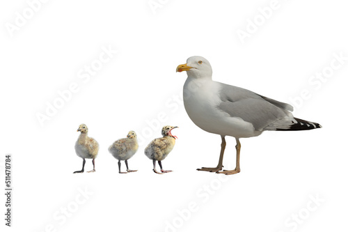 herring gull (Larus argentatus) with chicks isolated on white