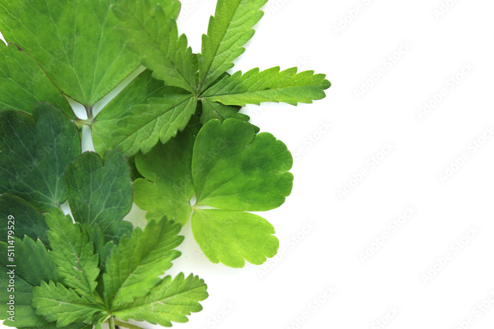 Fresh green flora foliage with copy space on white background Fresh green flora foliage with copy space on white background