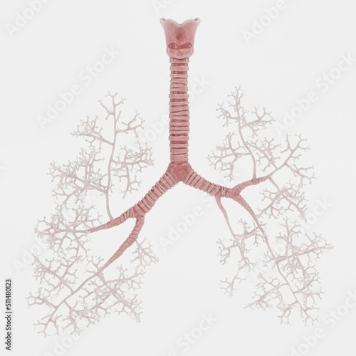 Realistic 3D Render of Trachea and Bronchi