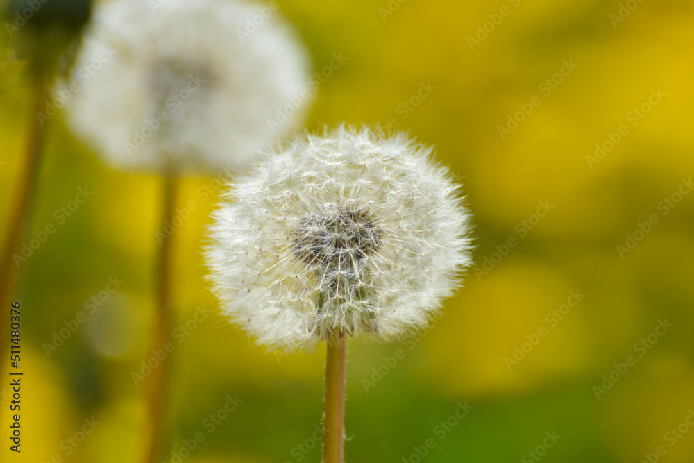 Yellow dandelions in a field. Close Up of yellow spring dandelion flowers and seeds Yellow dandelions in a field. Close Up of yellow spring dandelion flowers and seeds