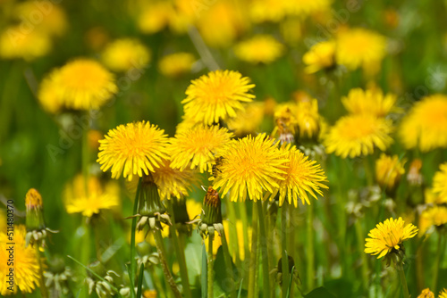 Yellow dandelions in a field. Close Up of yellow spring dandelion flowers and seeds