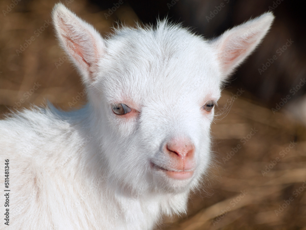 Fototapeta premium portrait of white lamb. close up