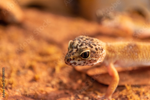 gecko in a terrarium closeup © funkenzauber