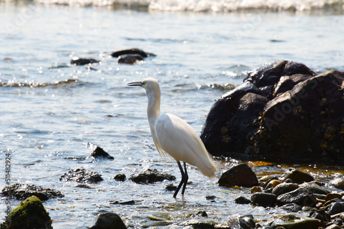 Little egret standing still at the rocky coast at sunset