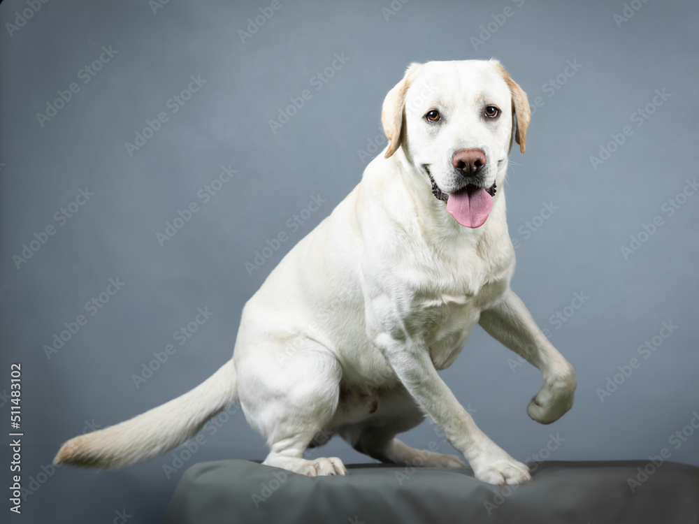 Labrador Retriever jumping in a photography studio Labrador Retriever jumping in a photography studio