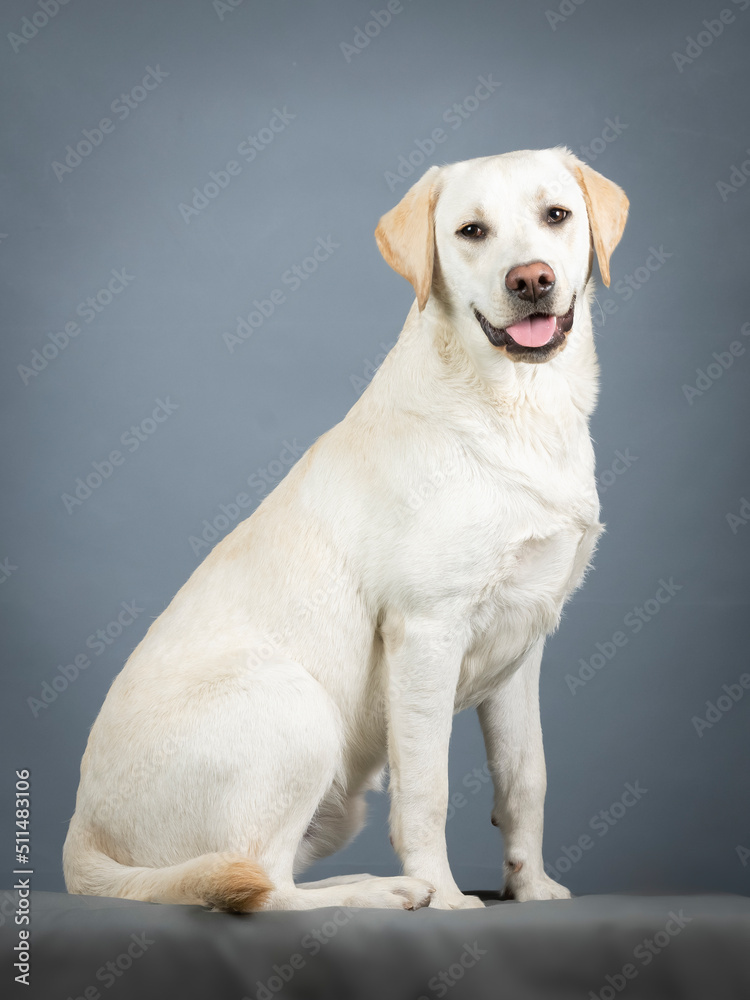 Labrador sitting in a photo studio Labrador sitting in a photo studio