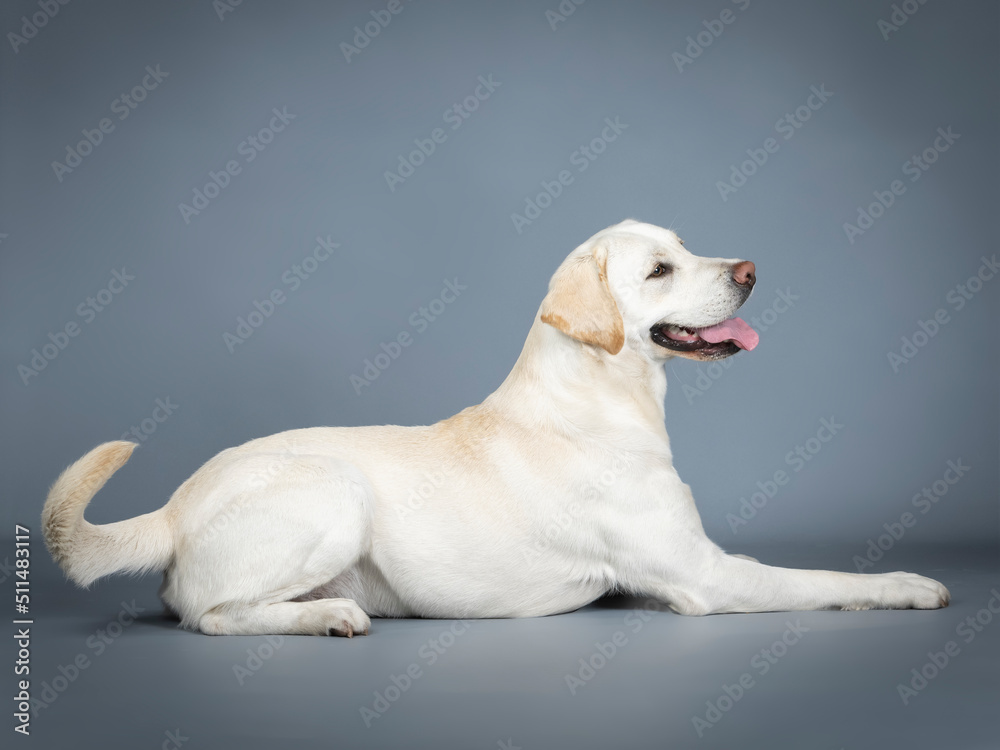 Labrador Retriever lying in a photography studio