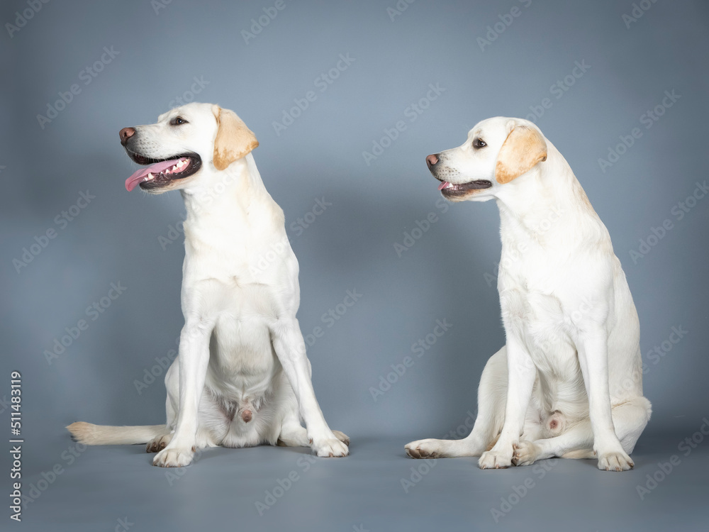 Two Labrador Retrievers sitting in a photography studio Two Labrador Retrievers sitting in a photography studio