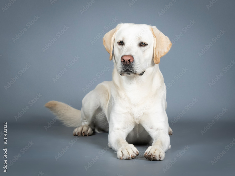 Labrador Retriever lying in a photography studio