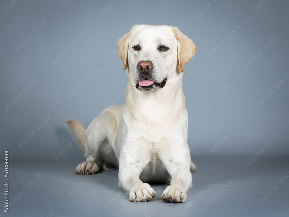 Labrador Retriever lying in a photography studio Labrador Retriever lying in a photography studio
