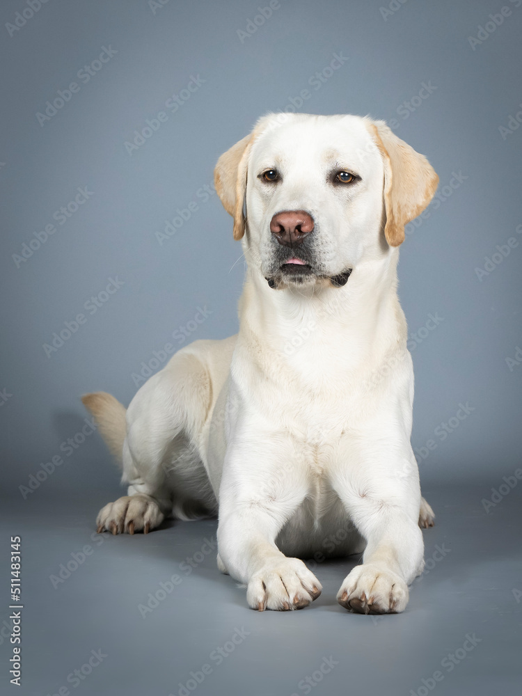 Labrador Retriever lying in a photography studio Labrador Retriever lying in a photography studio