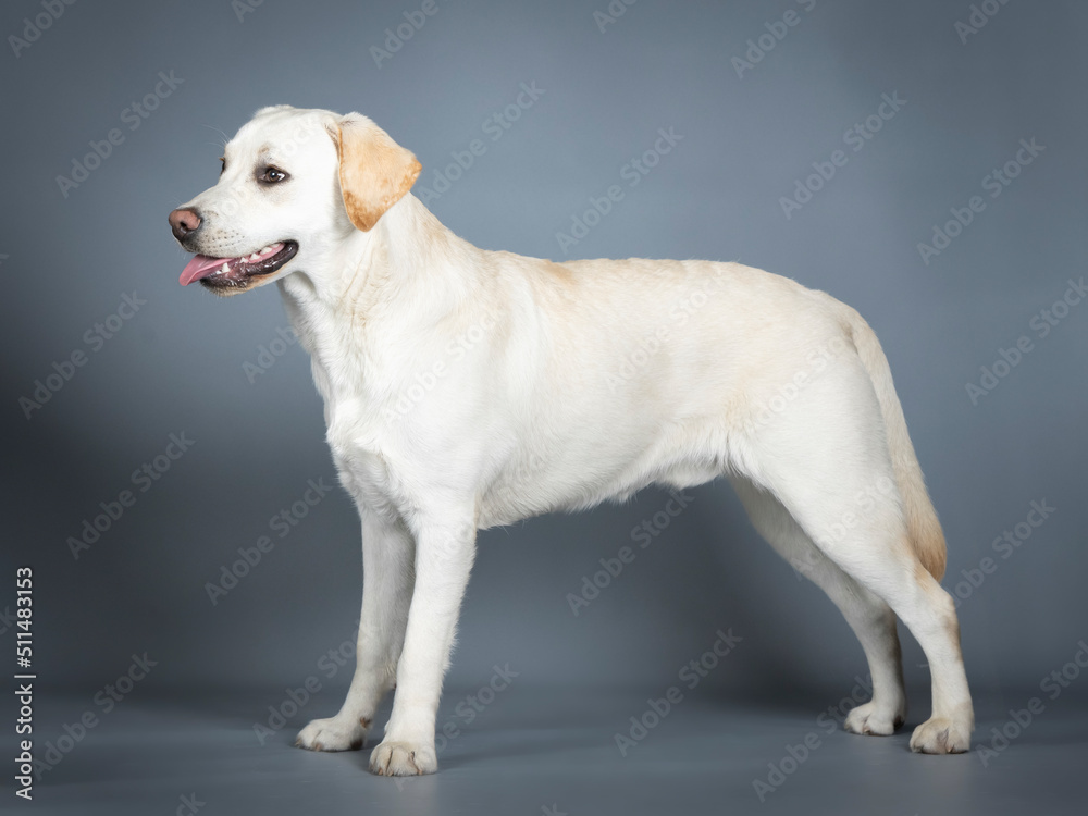 Labrador standing in a photo studio Labrador standing in a photo studio