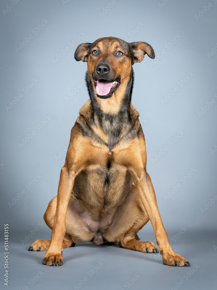 Sheepdog mongrel sitting in a photo studio