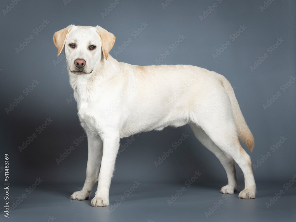 Labrador standing in a photo studio