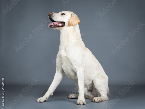Labrador sitting in a photo studio