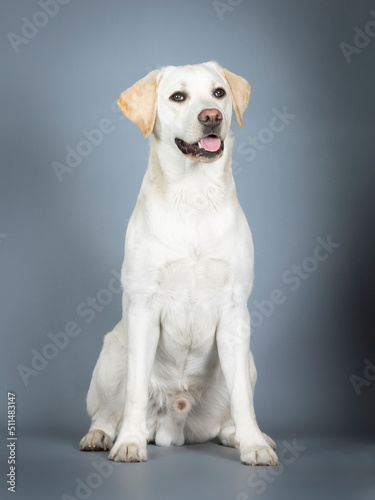 Labrador sitting in a photo studio