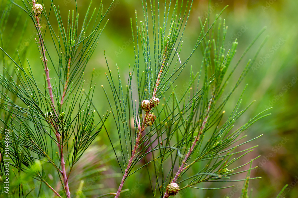 Cemara Udang, Australian pine tree or whistling pine tree (Casuarina equisetifolia) leaves and