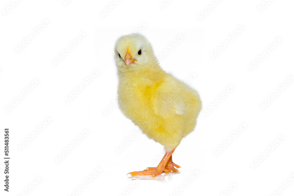 Cute little chicken isolated on white background.