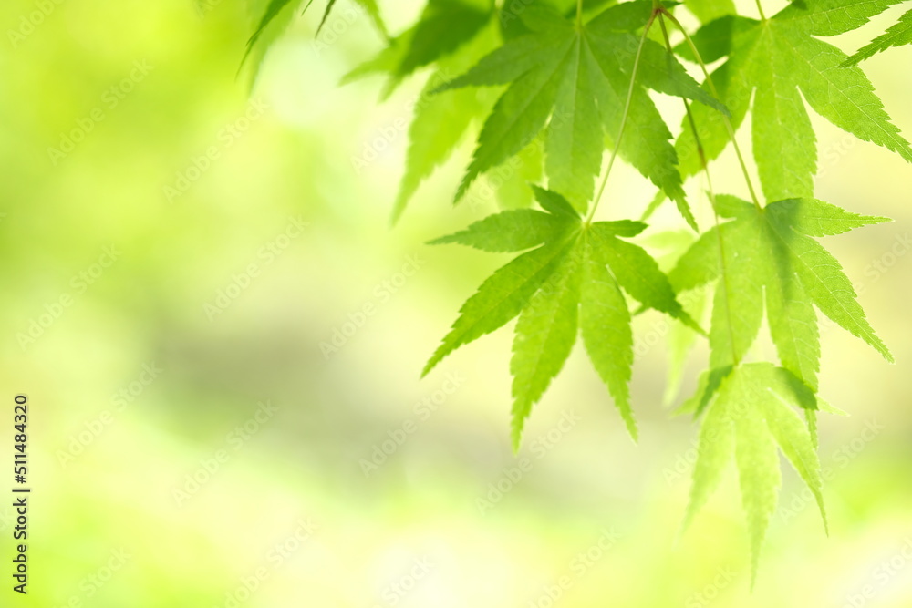 Fototapeta premium green leaves of Acer palmatum in spring
