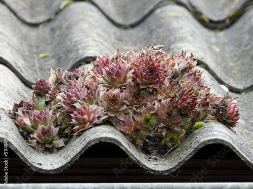 houseleek succulent growing on the roof close up