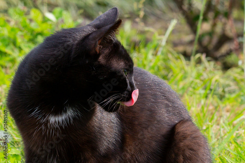 Close-up of a black cat licking its lips after eating on the green grass on a sunny summer day © Anna