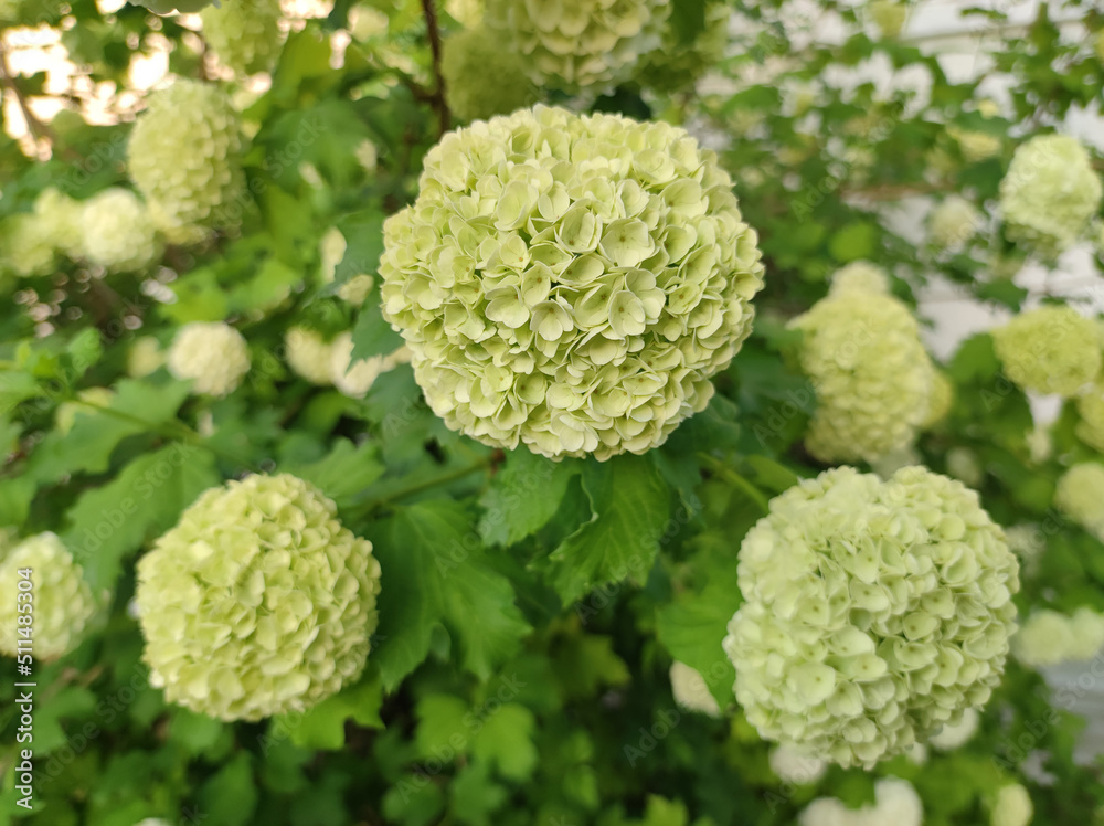 snowball bush viburnum with white blooming flowers snowball bush viburnum with white blooming flowers