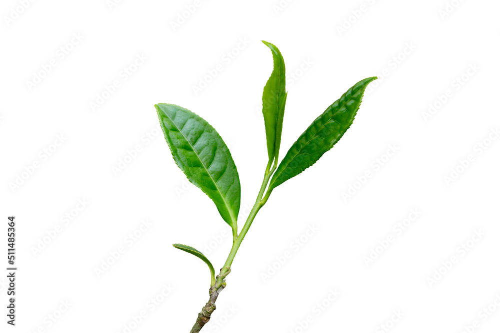 Fototapeta premium Close-up, the tip of a green tea leaf in the morning, tea plantation, on a white background.