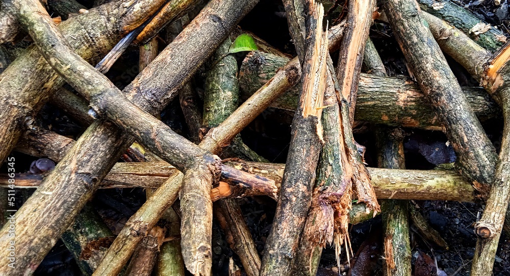 Cutted teak branches. Tectona grandis plant. Cutted teak branches. Tectona grandis plant.