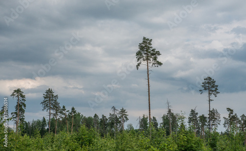 a lonely tree in a blue storm sky