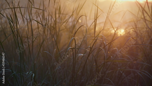 Light morning fog lying reed on sunrise close up. Water grass lit soft sunshine.