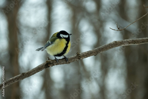 A tit in the winter forest sits on a branch. Tit in its natural habitat