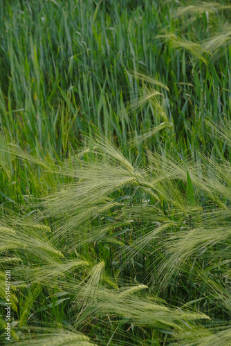 Green rye. Agriculture concept. Vertical image.