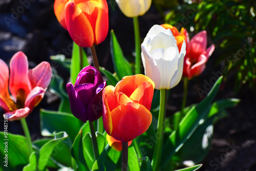 Orange tulip, purple and white tulips against bright green leaves in sunlight