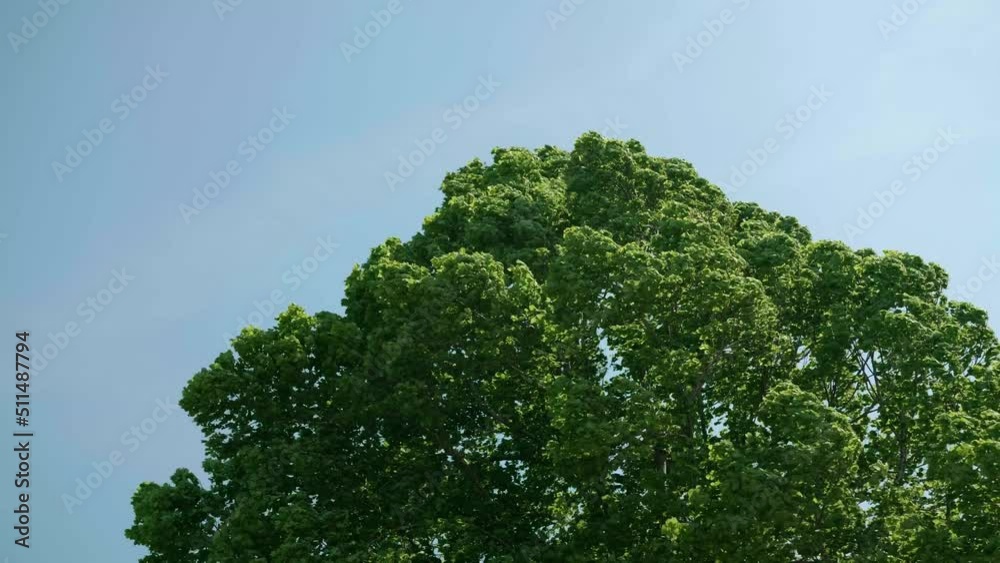 Wind blows through leaves of a tree in summertime.