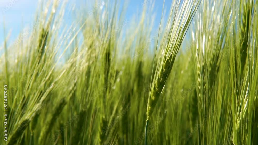 Close up of green grains moving with wind in large green fields on bright day. Close up of green grains moving with wind in large green fields on bright day.